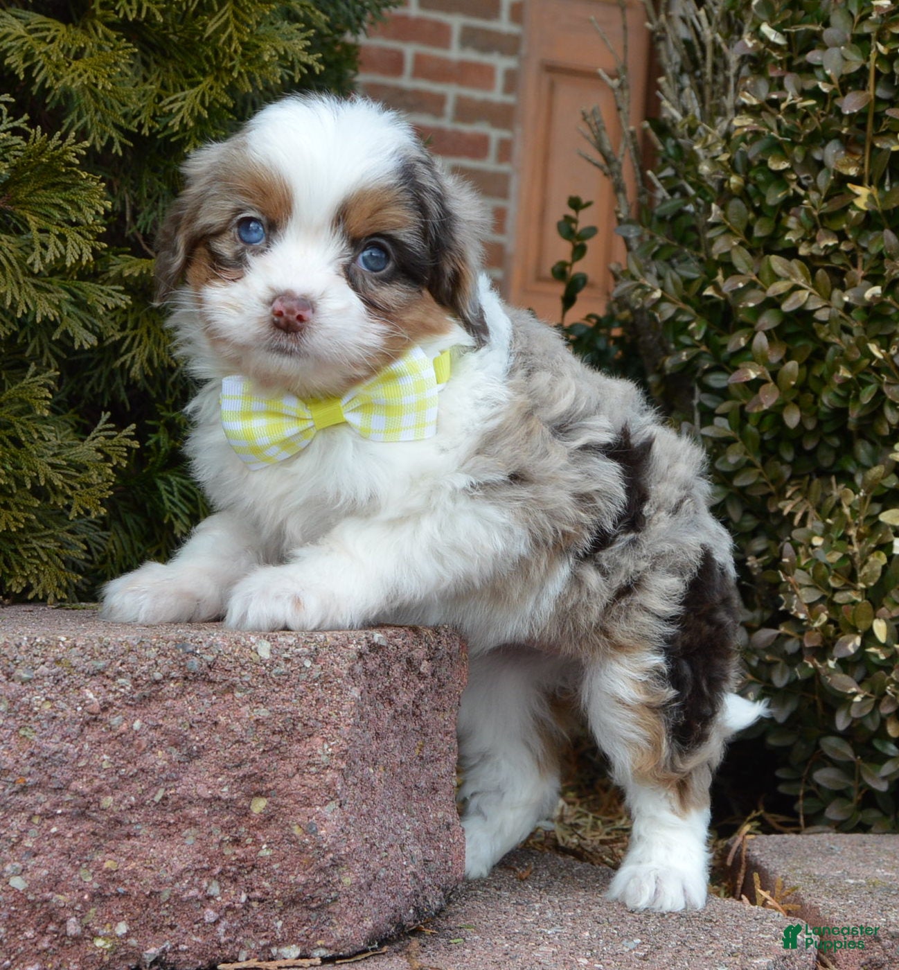 Mini Aussiedoodle dogs Toy Aspen - Ad 41