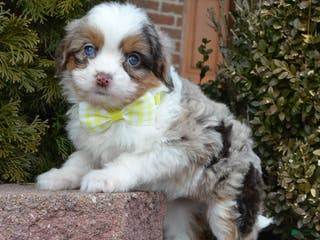 Mini Aussiedoodle dogs Toy Aspen - Ad 41