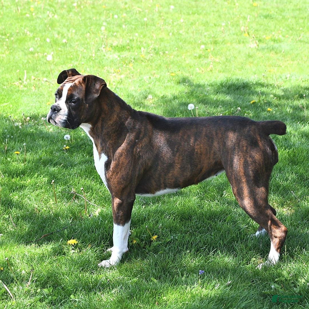 Gallery Image {{count}}