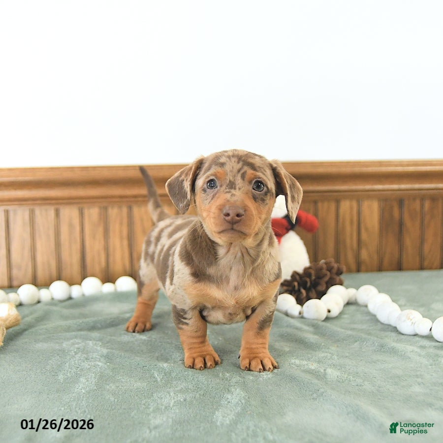 Miniature Dachshund dogs Bentley - Ad 1