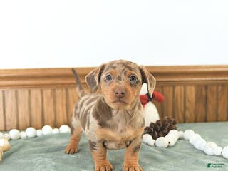 Miniature Dachshund dogs Bentley - Ad 1