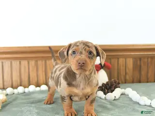 Miniature Dachshund dogs Bentley - Ad 3