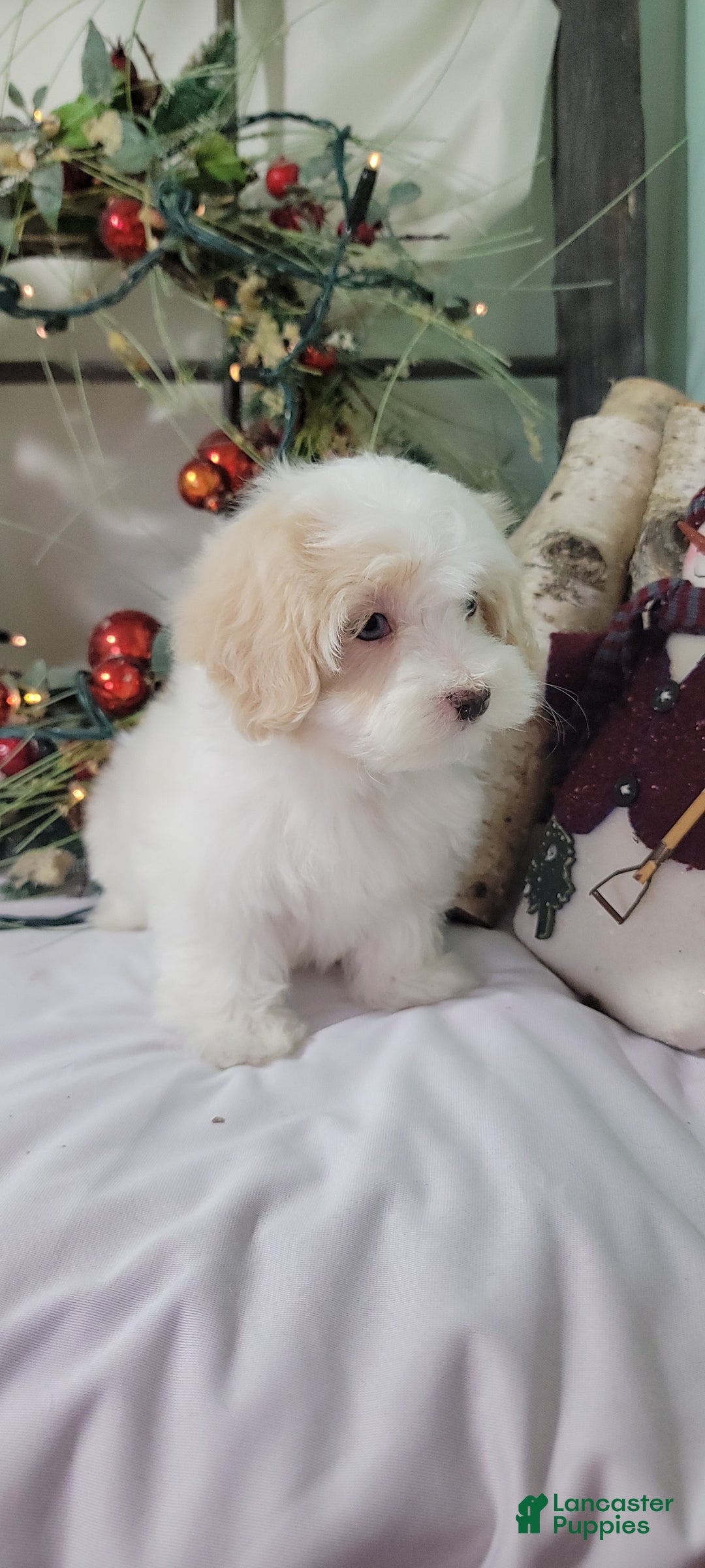 Maltipoo dogs for sale: April - Ad 14