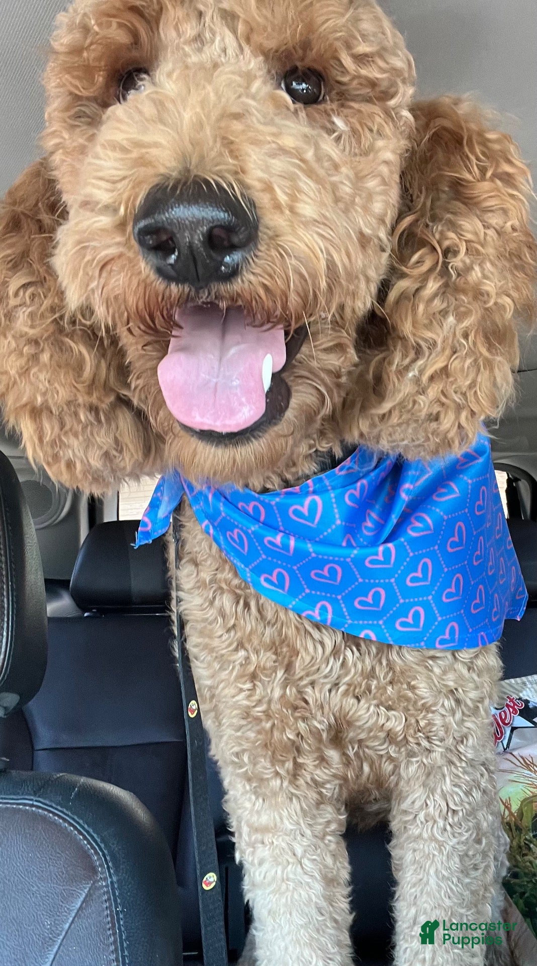 Goldendoodle dogs for sale: Goldendoodle 1 - Ad 2