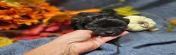 Maltipoo dogs for sale: Jack - Ad 7