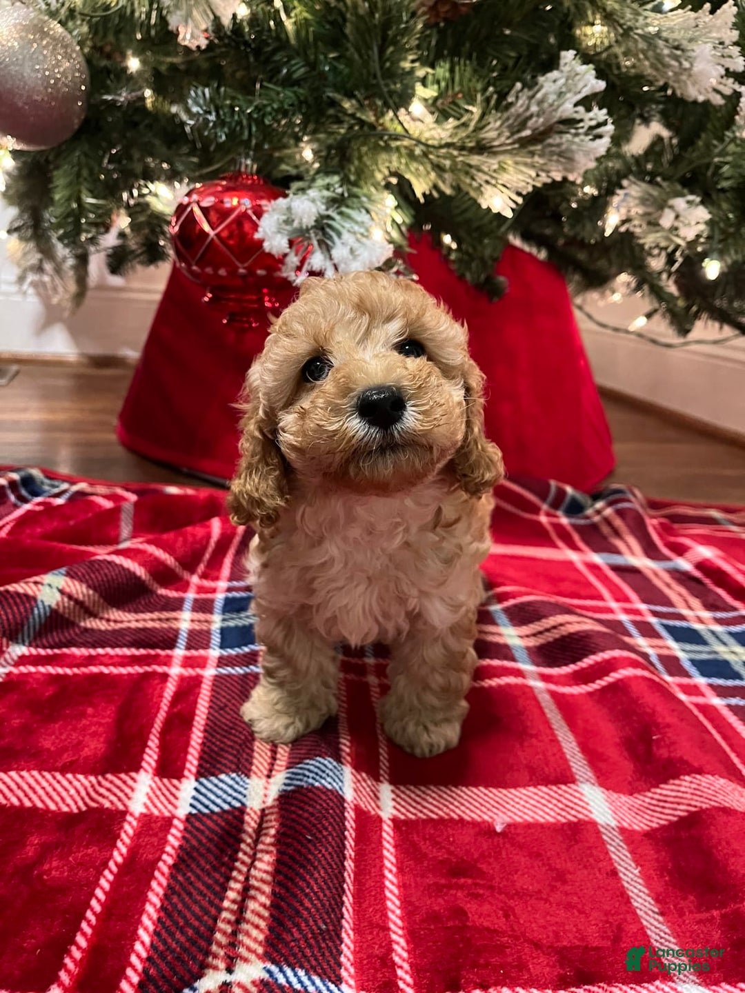 Gallery Image {{count}}