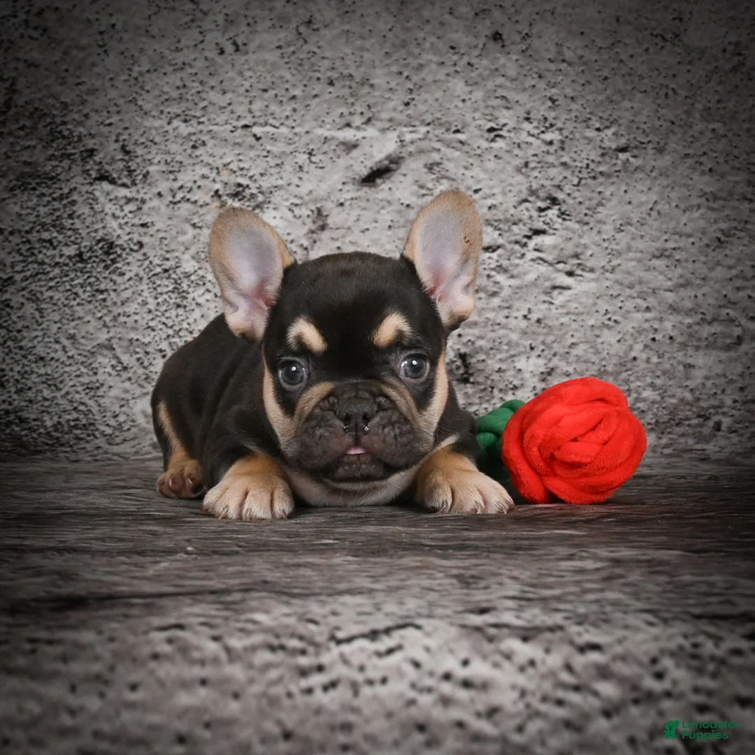French Bulldog dogs for sale: Ollie - Ad 2