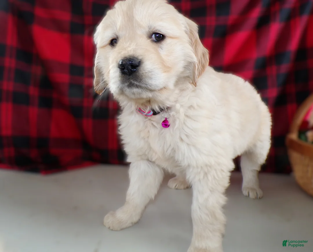 Golden Retriever dogs for sale: Golden Retriever Puppy 5 Marcy - Ad 3