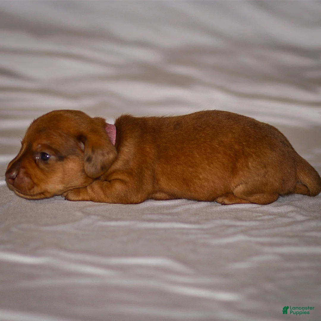 Dachshund dogs for sale: Harley - Ad 15