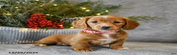 Miniature Dachshund dogs for sale: Sage - Ad 4