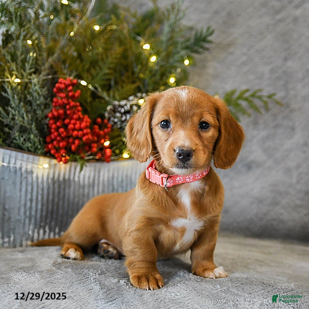 Miniature Dachshund dogs for sale: Sage - Ad 4