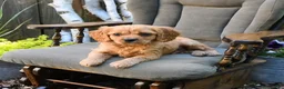 Miniature Golden Retriever dogs for sale: Patrick - Ad 3