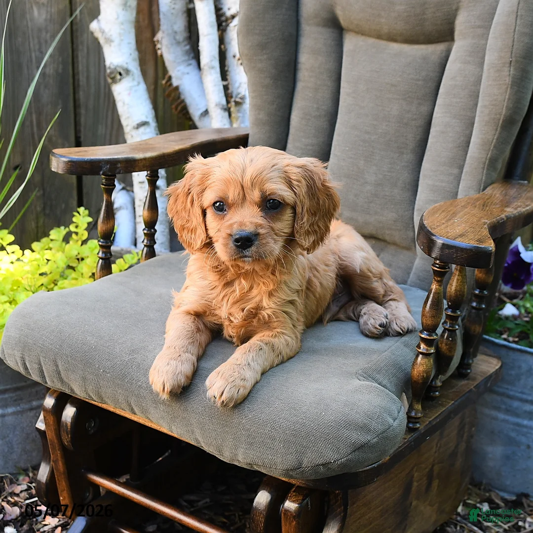 Miniature Golden Retriever dogs for sale: Patrick - Ad 3