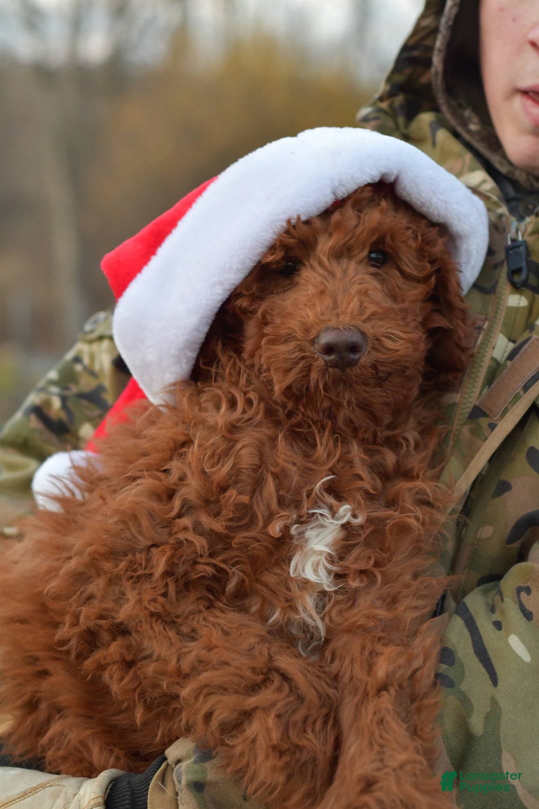 Standard Poodle dogs for sale: Clifford  - Ad 20