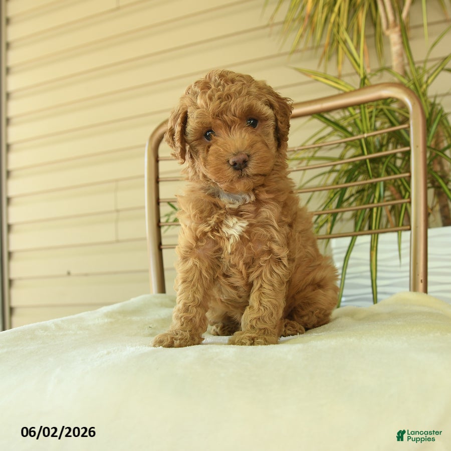 Miniature Poodle dogs Maggy - Ad 1