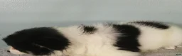 Pomeranian dogs for sale: Jasper - Ad 5