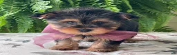 Yorkshire Terrier dogs for sale: Flo - Ad 10