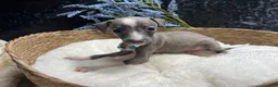 Italian Greyhound dogs for sale: Italian Greyhound 2 - Ad 5