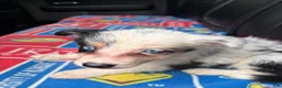 Border Collie dogs for sale: Border Collie Puppy 4 - Ad 4