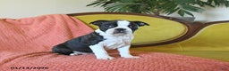 Boston Terrier dogs for sale: Prancer - Ad 3