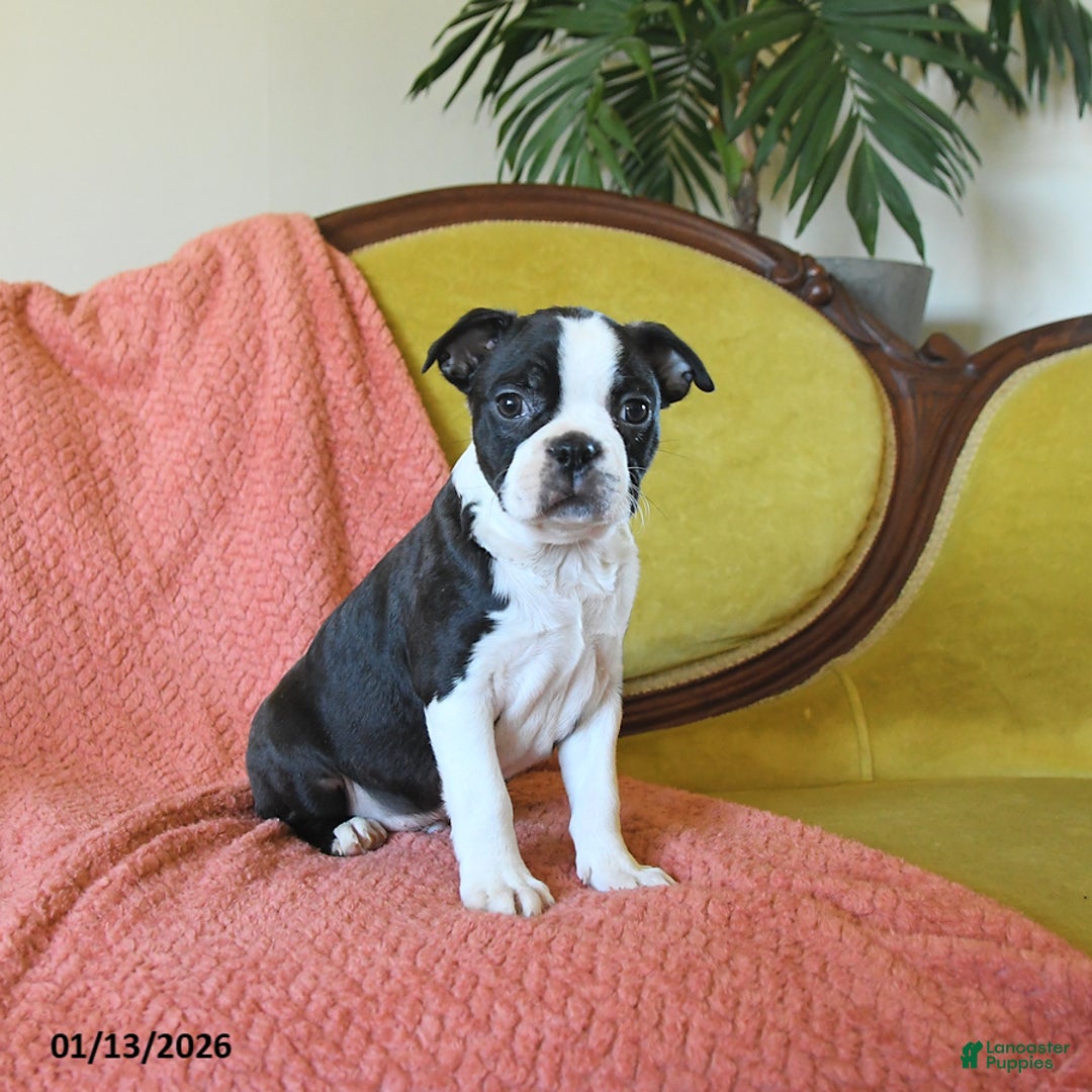 Boston Terrier dogs for sale: Prancer - Ad 3