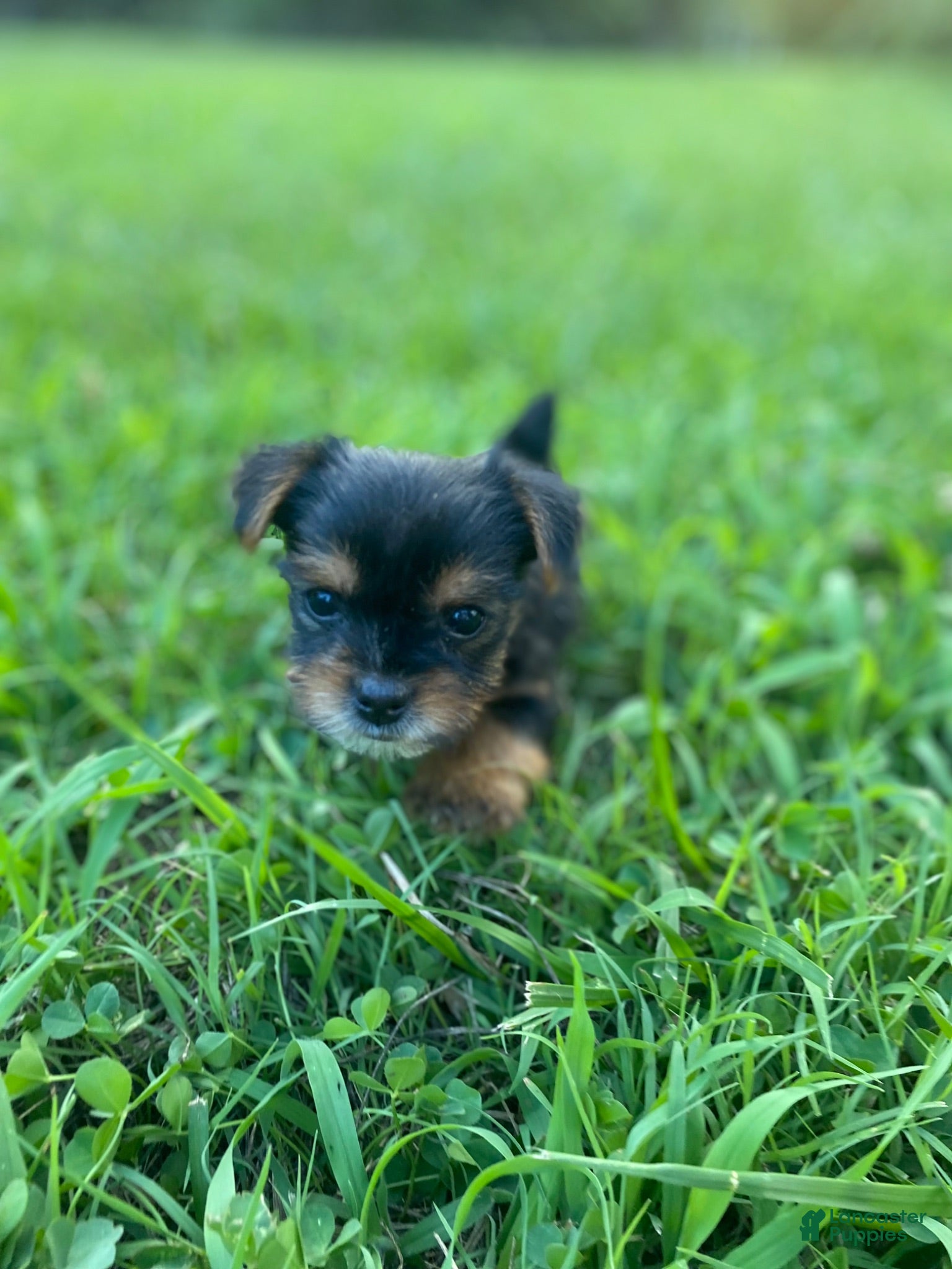 Yorkshire Terrier dogs for sale: Yorkshire Terrier 4 - Ad 3