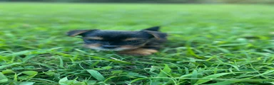 Yorkshire Terrier 4