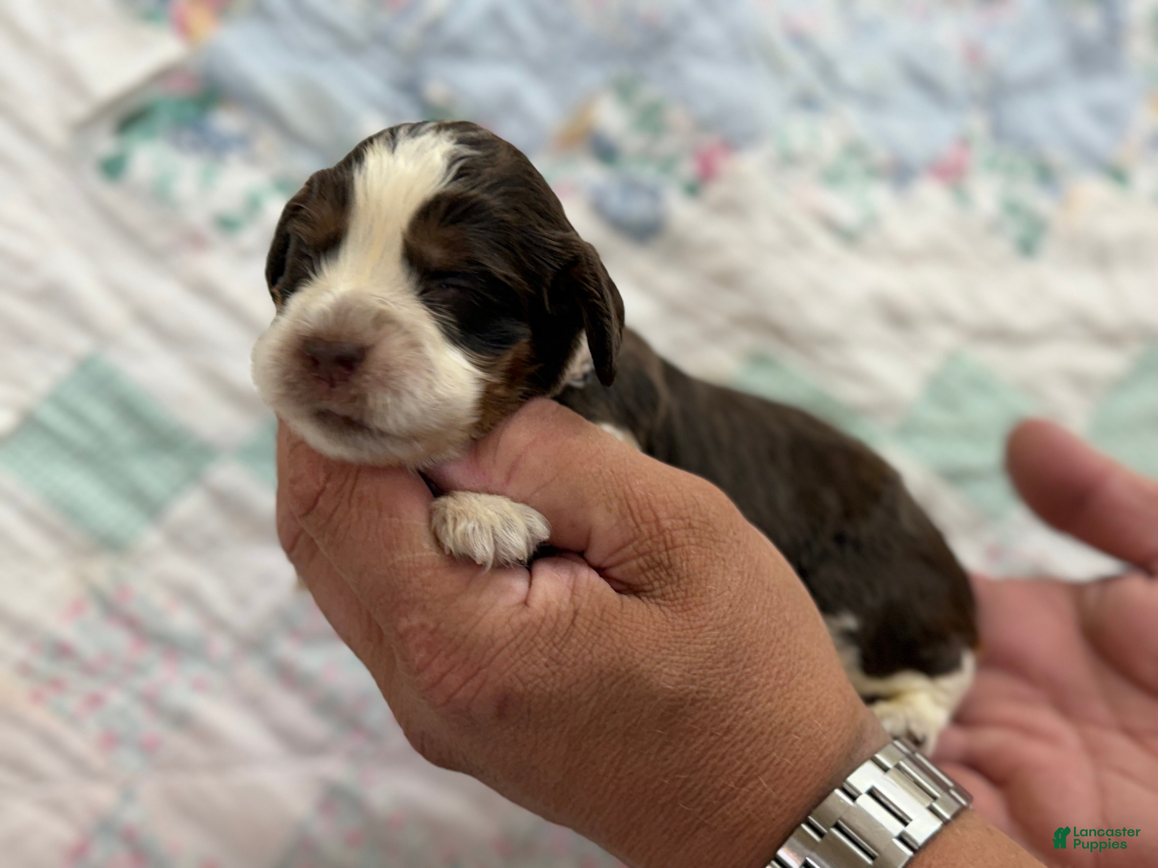 English Springer Spaniel dogs English Springer Spaniel 4 - Ad 2