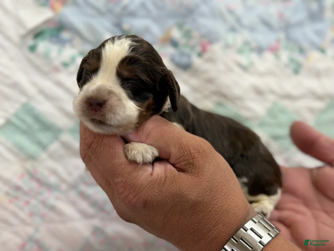 English Springer Spaniel dogs for sale: English Springer Spaniel 4 - Ad 2