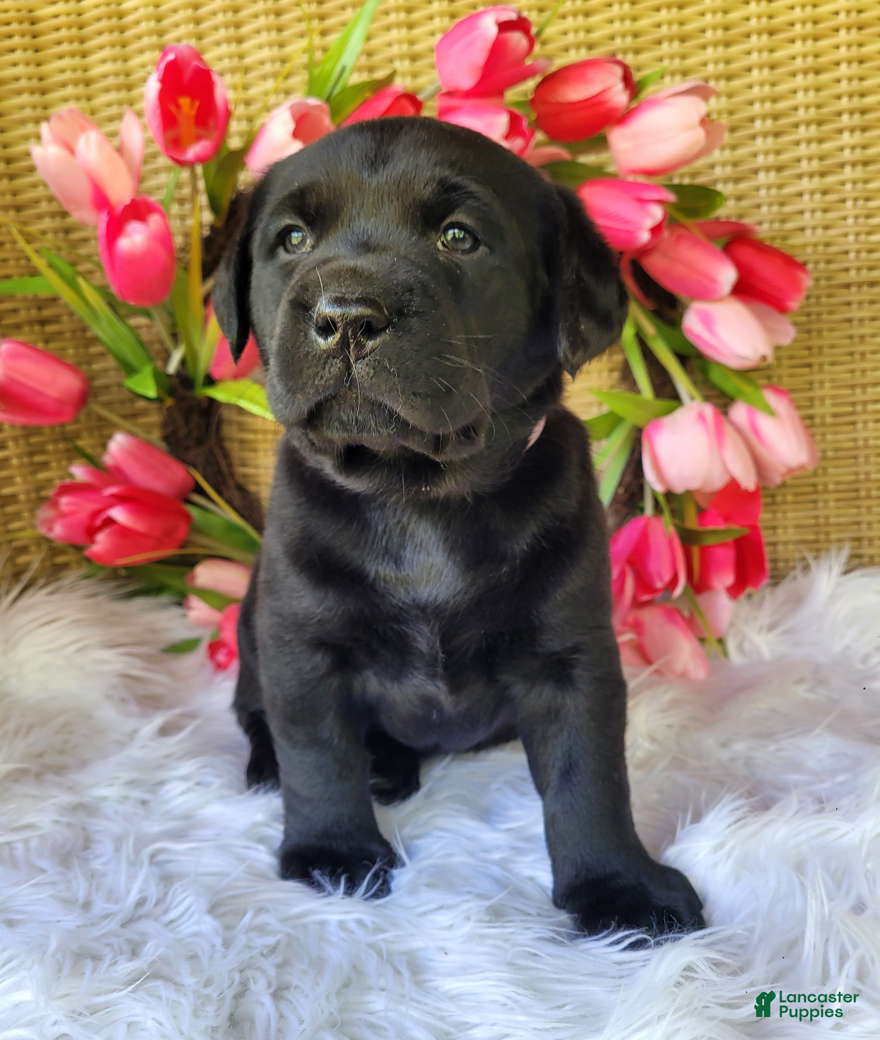 Labrador Retriever dogs Molly - Ad 1