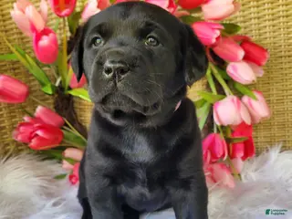 Labrador Retriever dogs for sale: Molly - Ad 4
