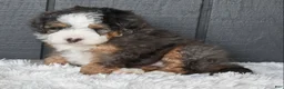 Mini Bernedoodle dogs for sale: Jax F1b - Ad 13