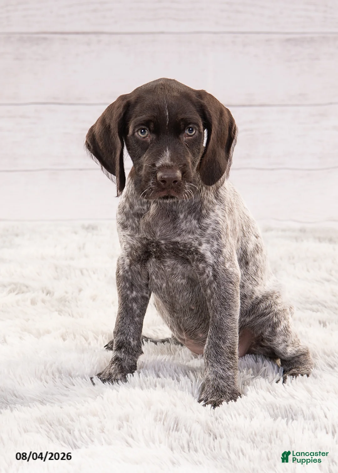 Mixed Breed dogs for sale: Riley - Ad 6