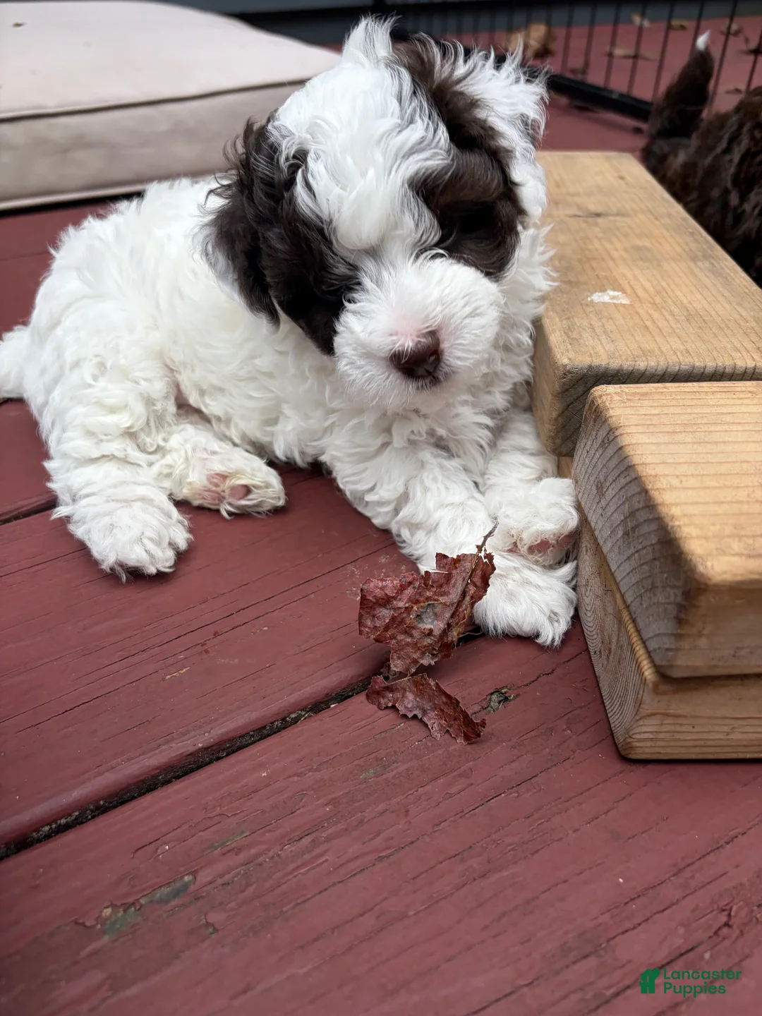 Havapoo dogs for sale: Havapoo 1 - Ad 2