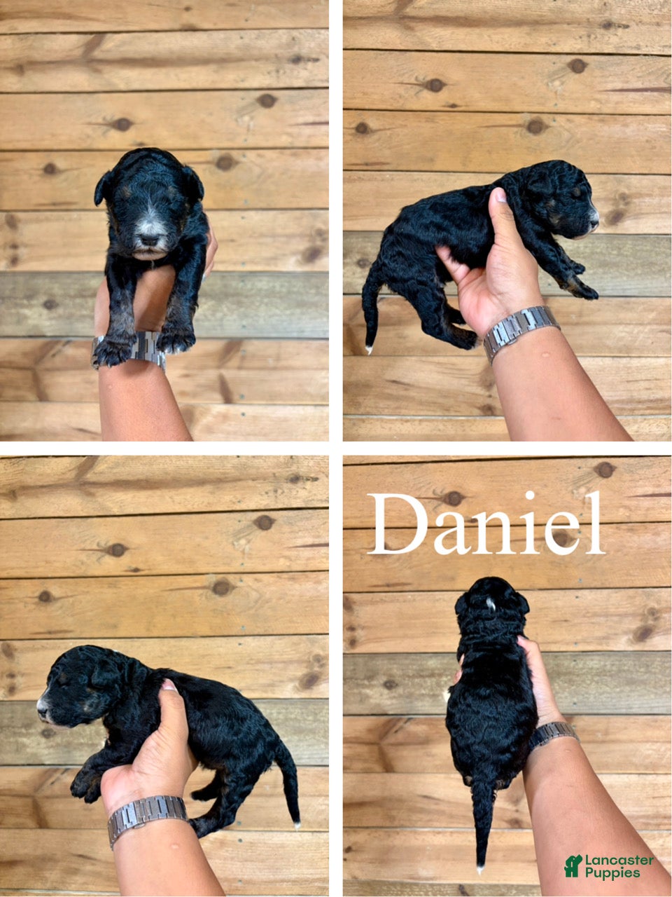 Bernedoodle dogs Daniel - Ad 1