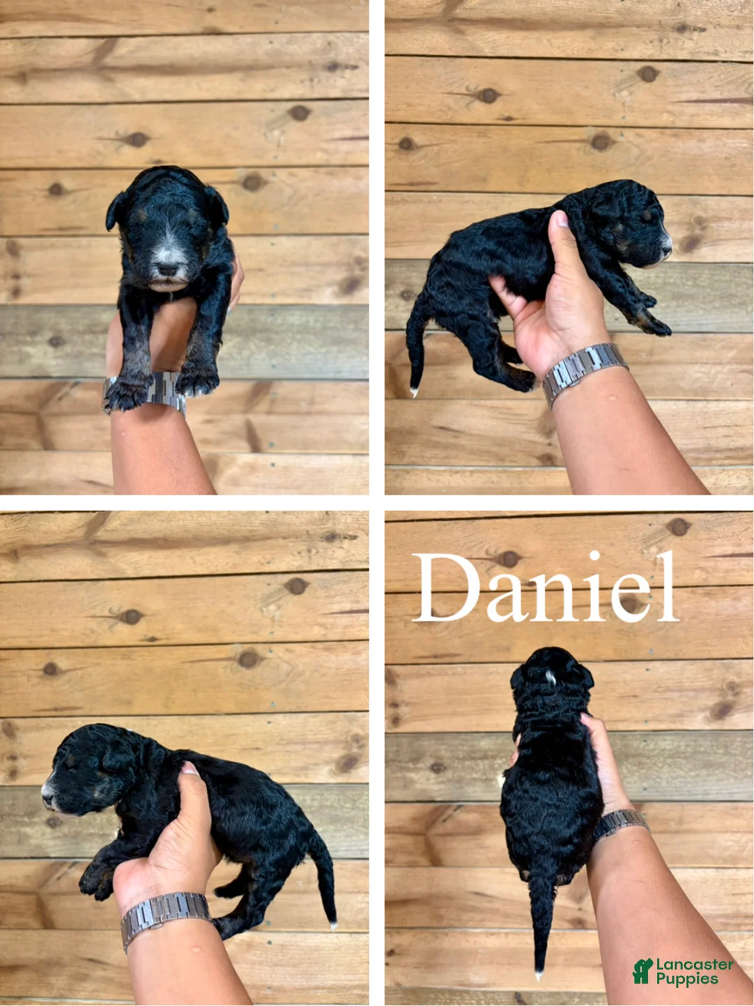 Bernedoodle dogs for sale: Daniel - Ad 1