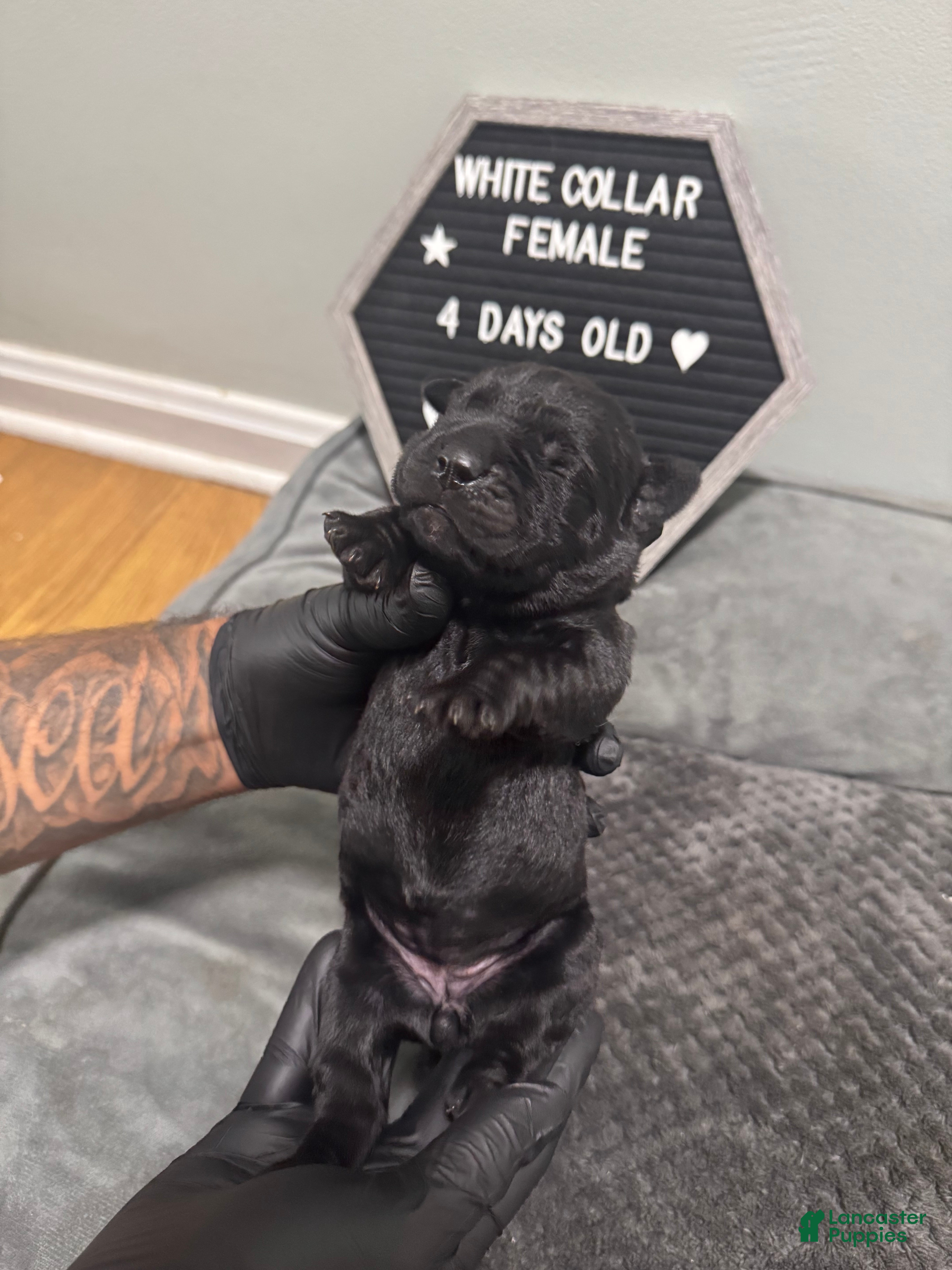 Cane Corso dogs Vixen - Ad 18