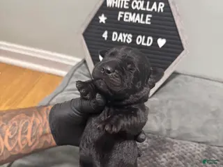 Cane Corso dogs Vixen - Ad 18