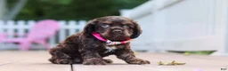 Cocker Spaniel dogs for sale: Anna - Ad 1