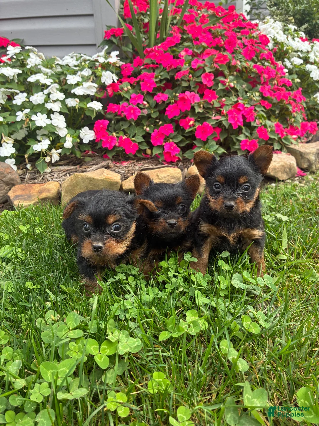 Yorkshire Terrier dogs for sale: Autumn - Ad 8