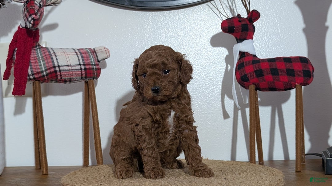 Miniature Poodle dogs for sale: Moby - Ad 5