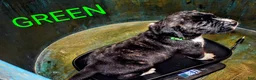 Presa Canario dogs for sale: Ms Green - Ad 12