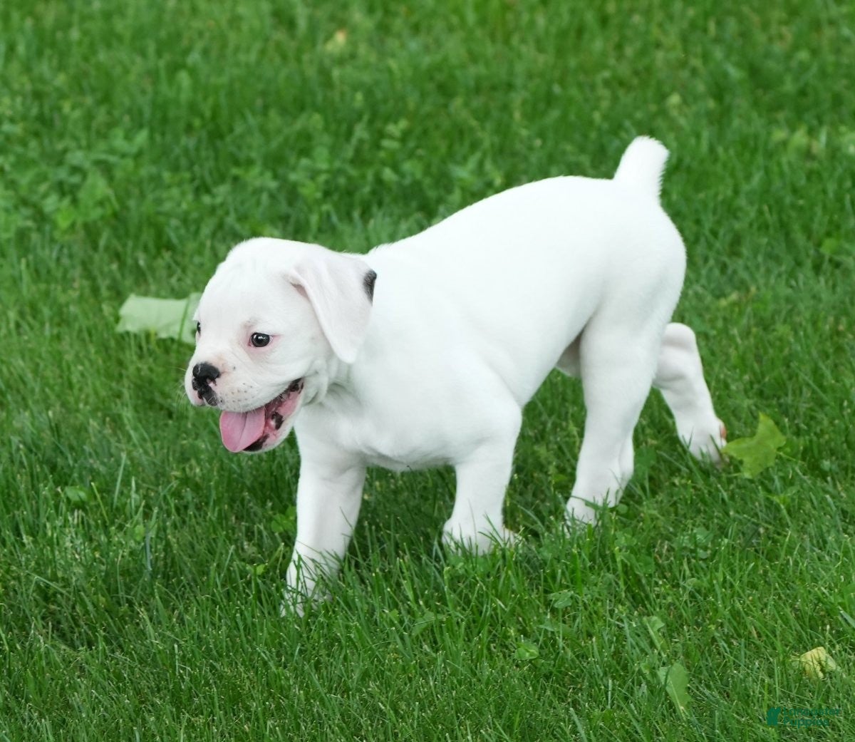 Boxer dogs Max - Ad 2