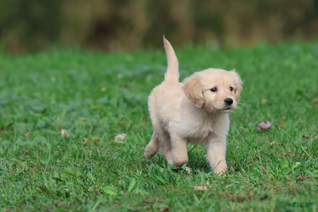 Golden Retriever dogs for sale: Golden Retriever 4 - Ad 2