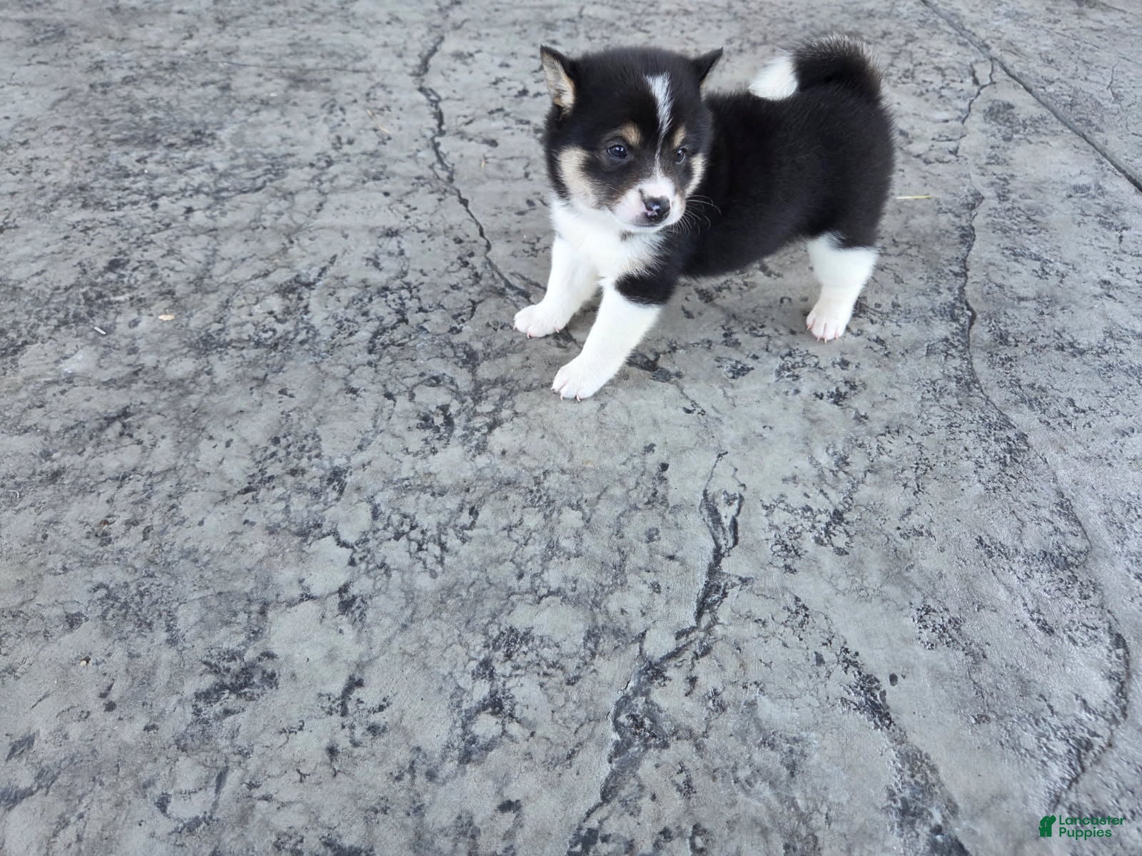 Shiba Inu dogs Tulip - Ad 1