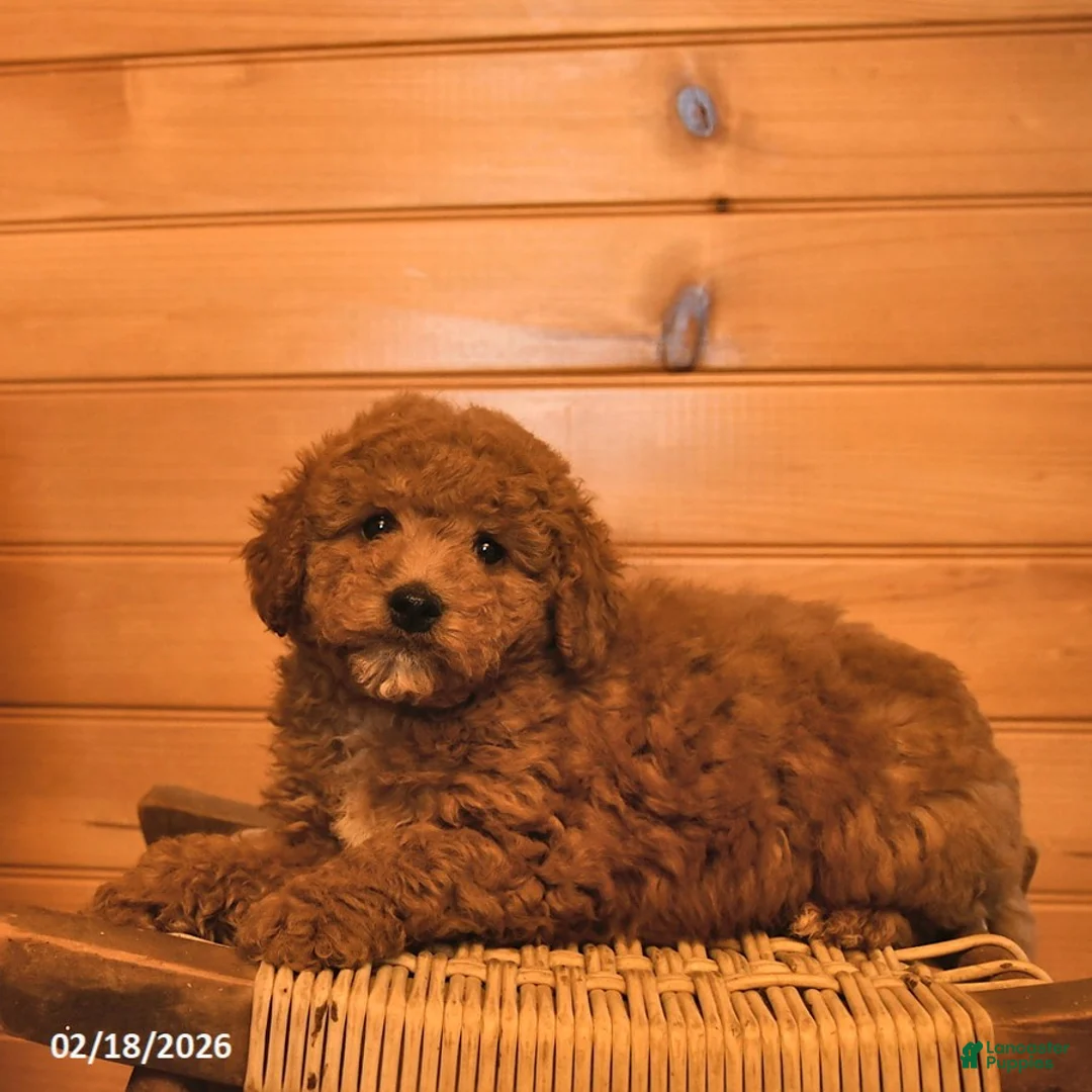 Mini Goldendoodle dogs for sale: Ruby  - Ad 1