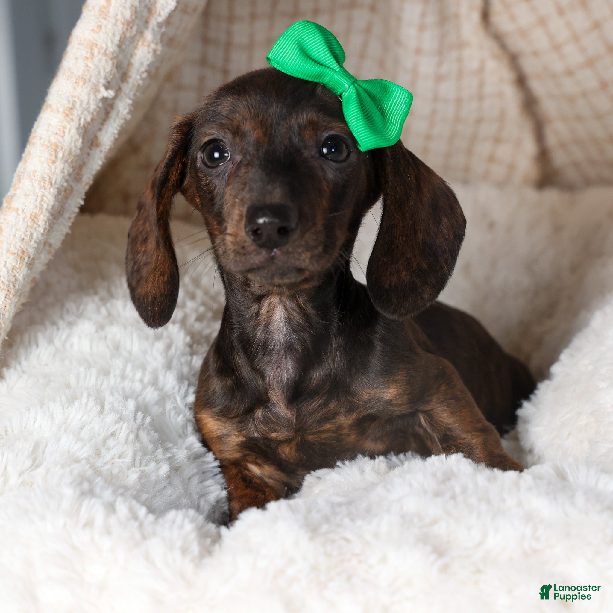 Miniature Dachshund dogs Fletcher - Ad 6