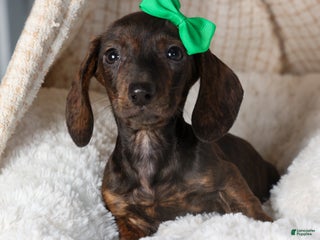 Miniature Dachshund dogs Fletcher - Ad 10