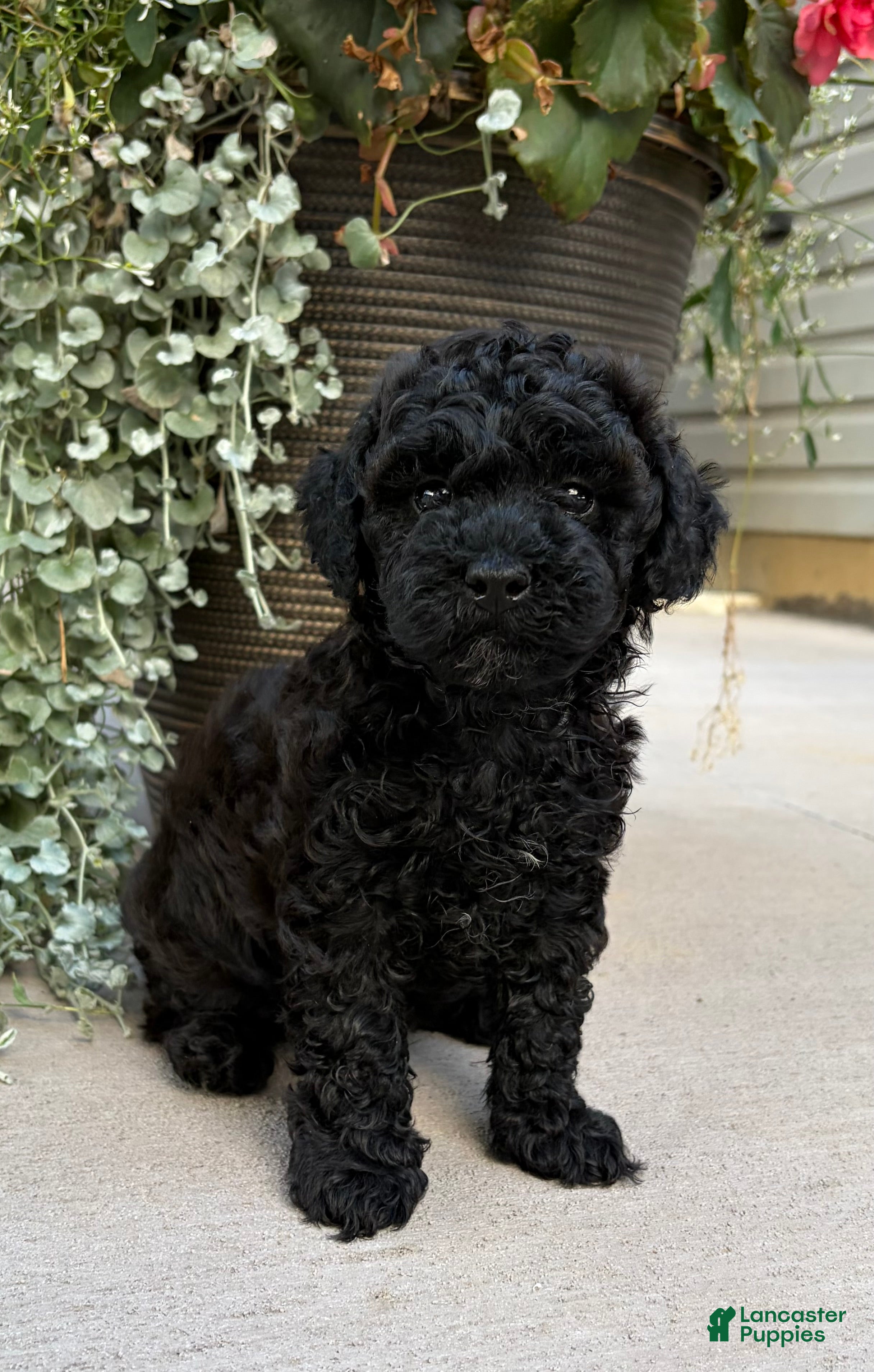 Havapoo dogs Timmy  - Ad 2