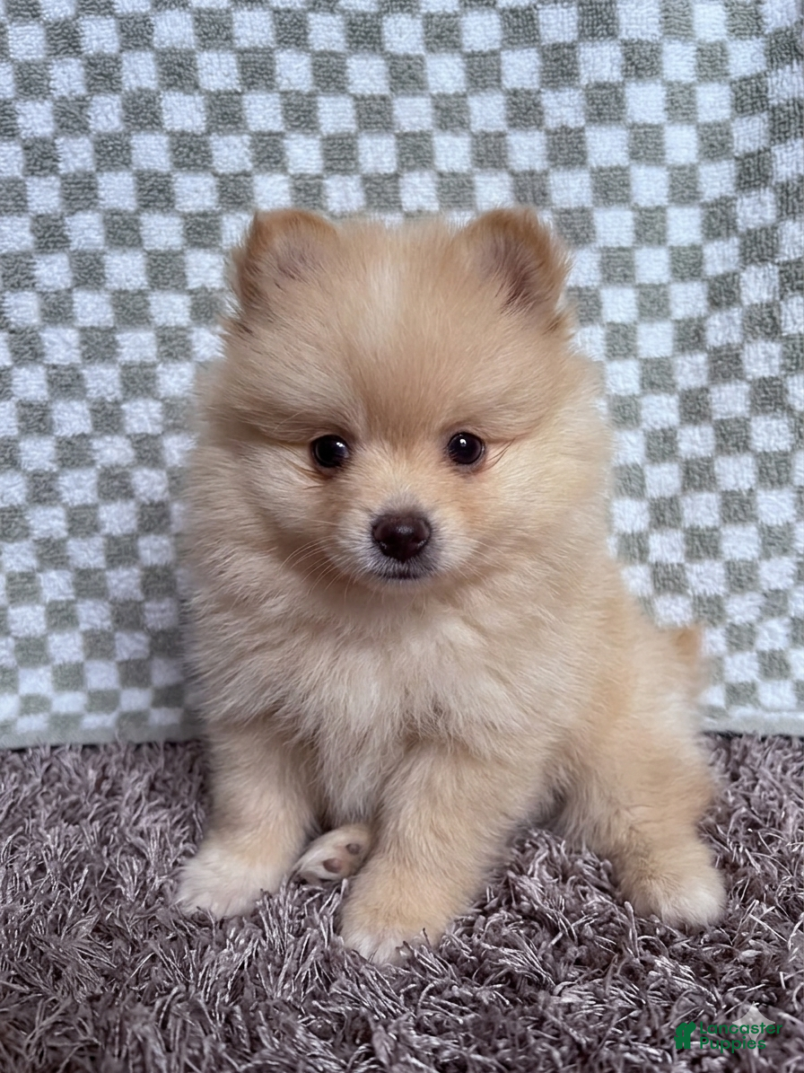 Pomeranian dogs Pomeranian Puppy 2 - Ad 10